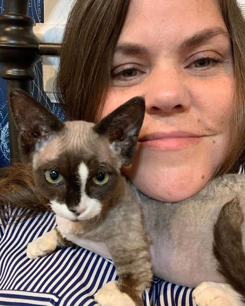 minskin cats for sale