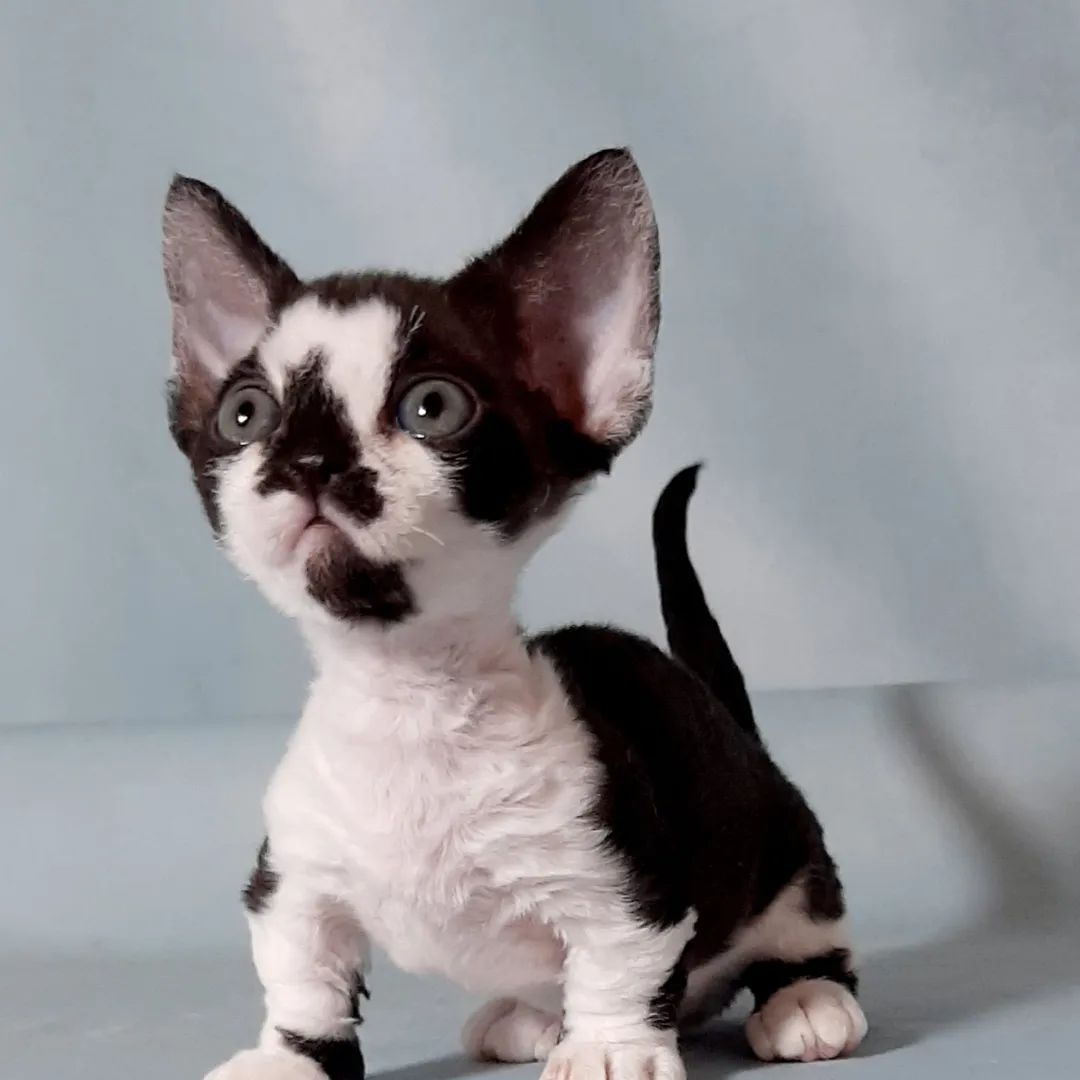 minskin kittens