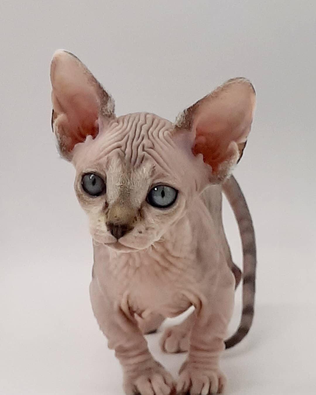 minskin kittens