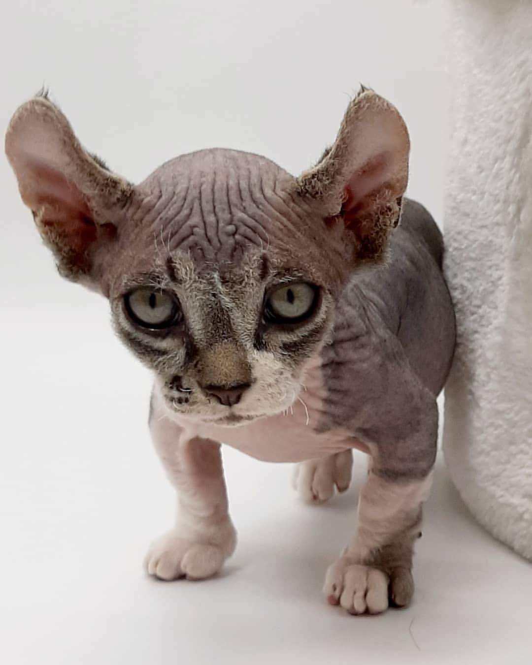 minskin cats for sale