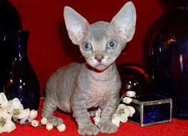 minskin cats 
