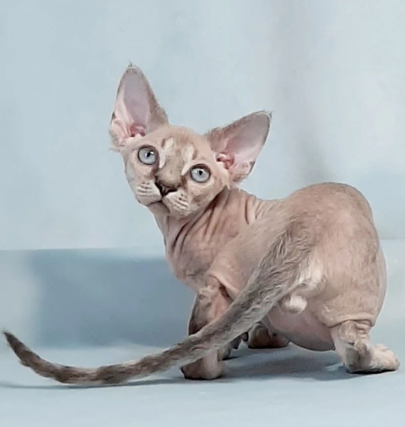 minskin cats 