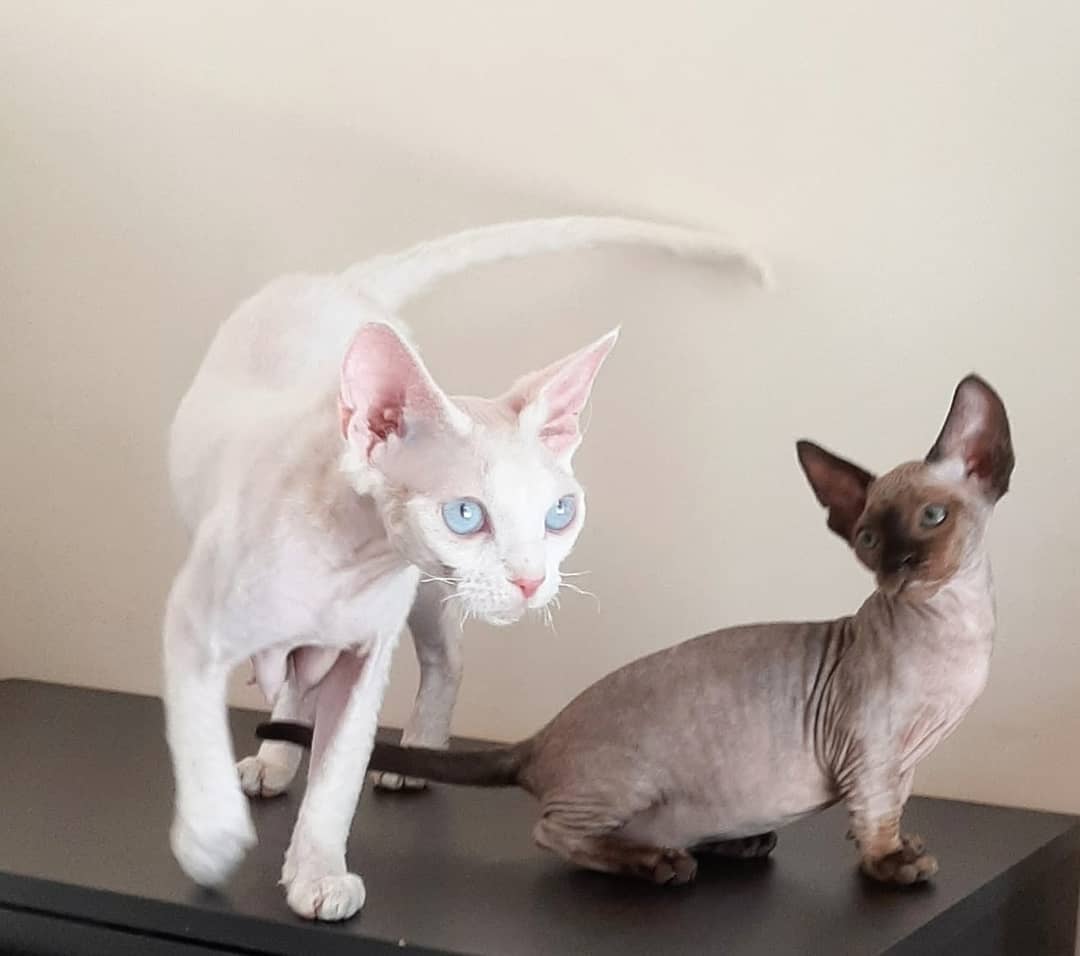 minskin kittens
