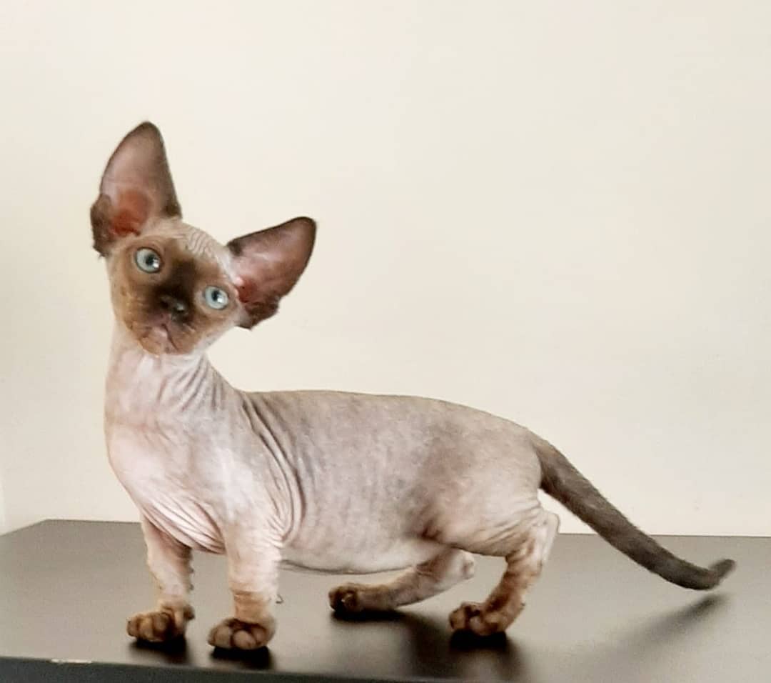 minskin cats 