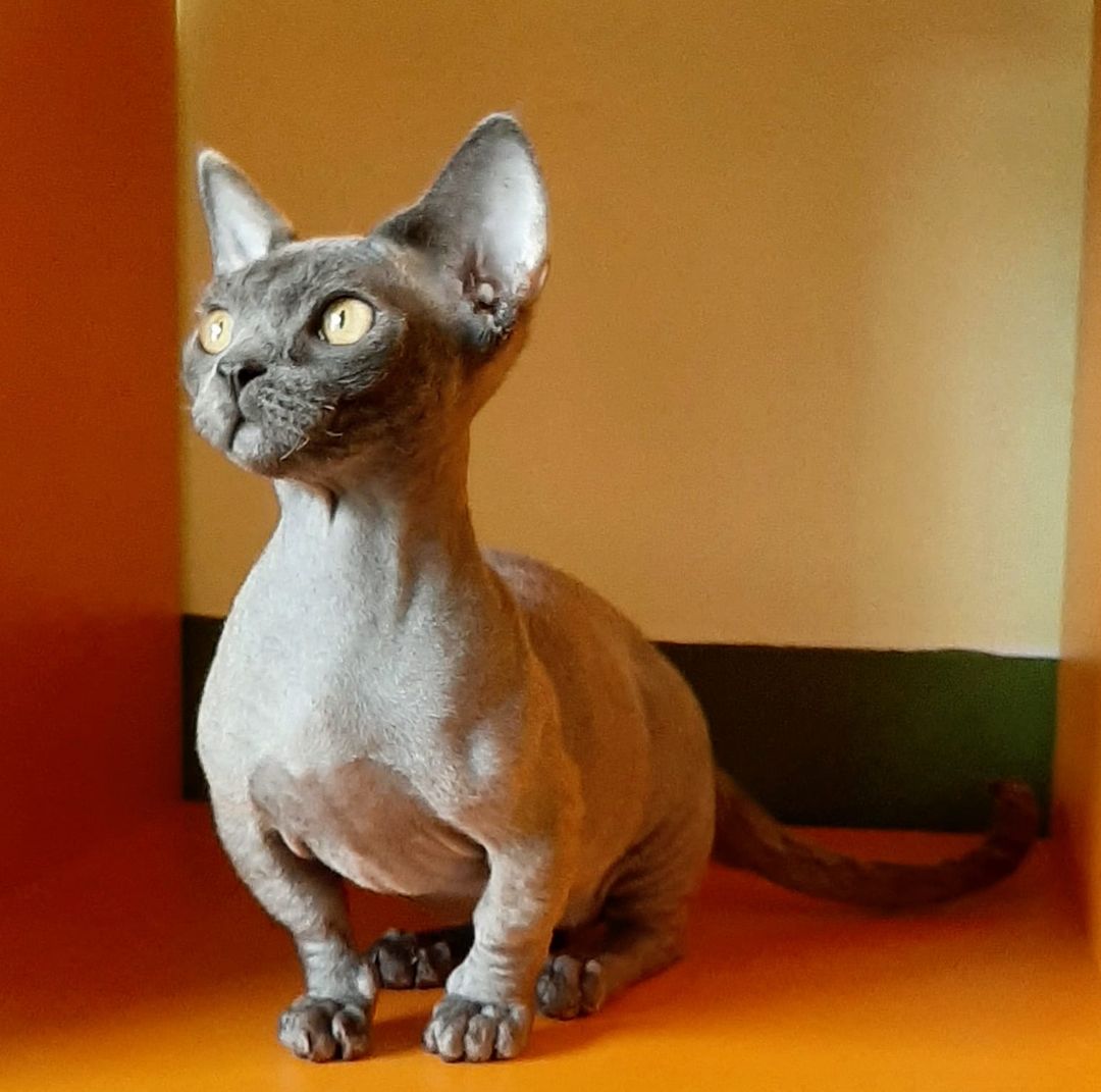 minskin cats 