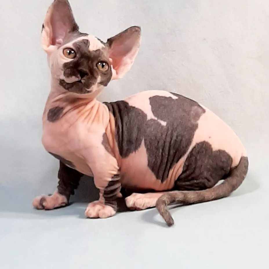 minskin kittens
