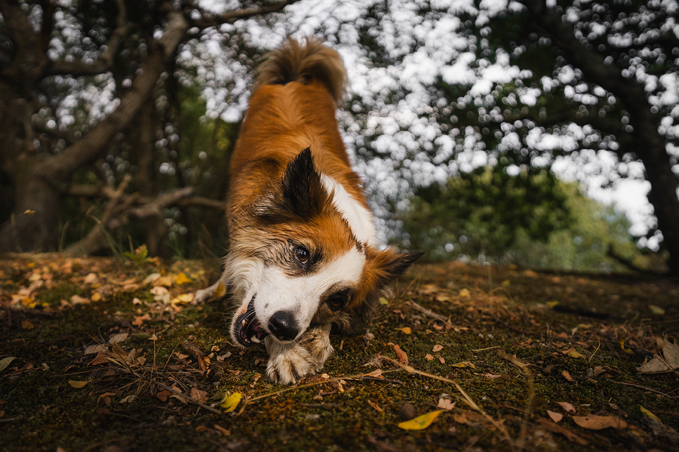 Happy dog enjoying the outdoors