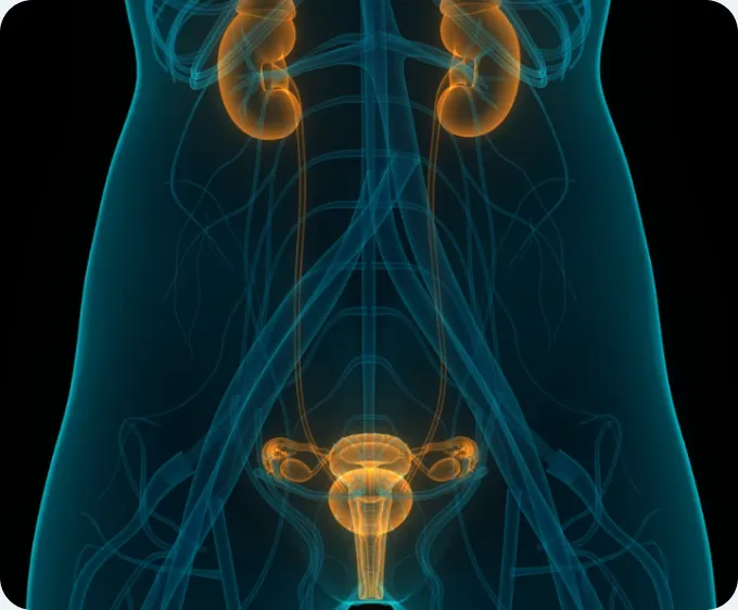 Illustration anatomique de l’appareil urinaire