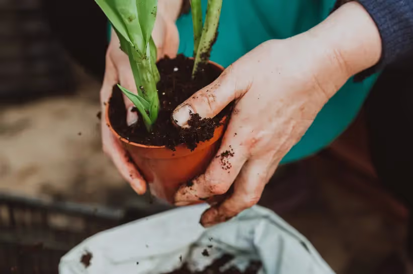 Hands potting a green plant in soil, highlighting a love for gardening and connecting with nature.