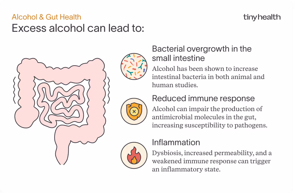 Alcohol & Gut Health - illustration showing that excess alcohol can lead to bacterial overgrowth in the small intestine, reduced immune response, and inflammation.