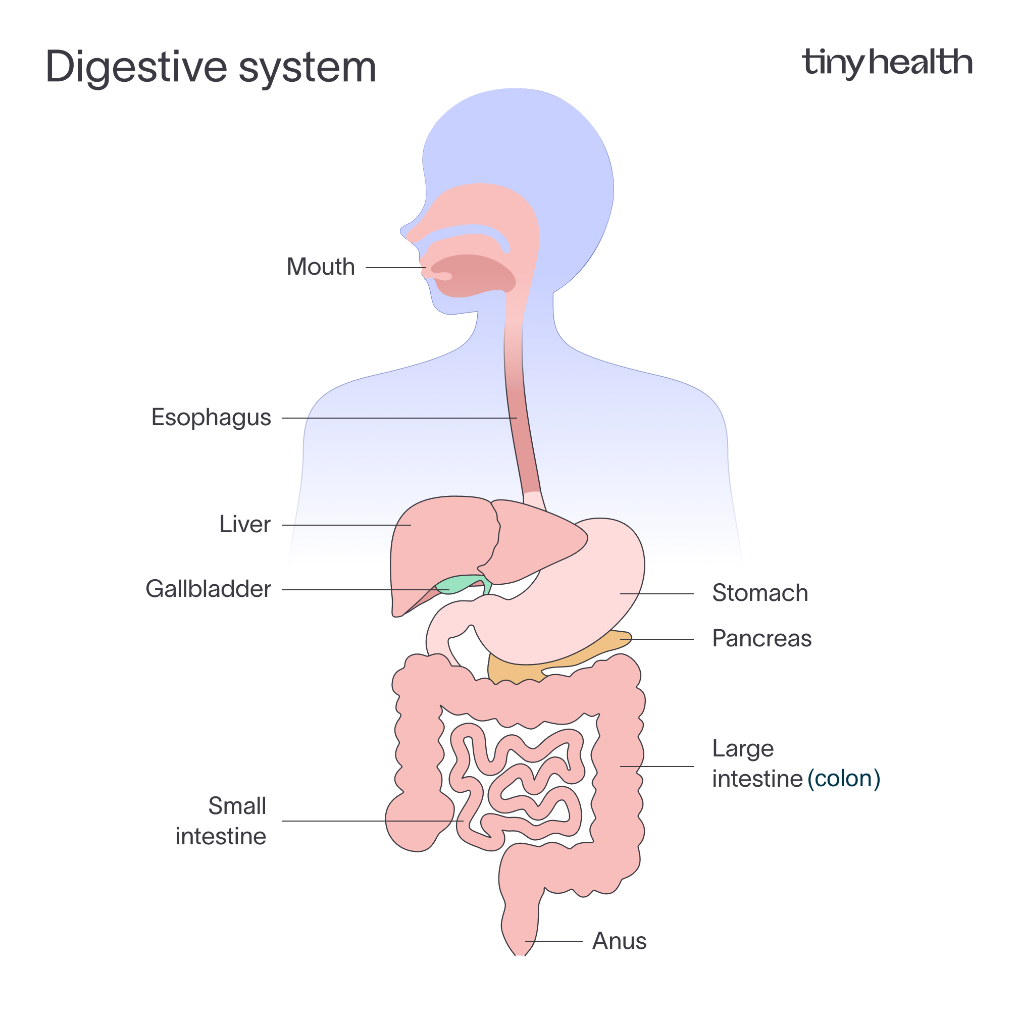 Overview of the digestive system and major organs. The small intestine is specialized for nutrient digestion and absorption, while the large intestine (colon) hosts dense microbial communities that ferment fiber and play a central role in gut barrier support