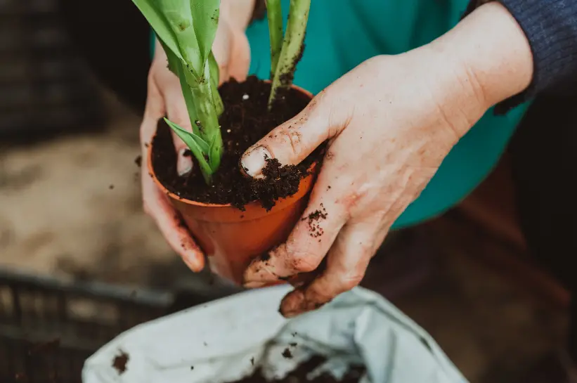 Hands potting a green plant in soil, highlighting a love for gardening and connecting with nature.