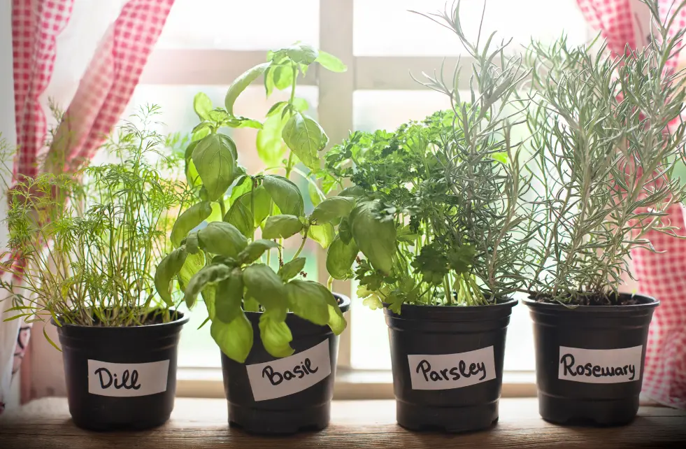 Fresh herb plants (dill, basil, parsley, rosemary) in labeled pots by a sunny window.