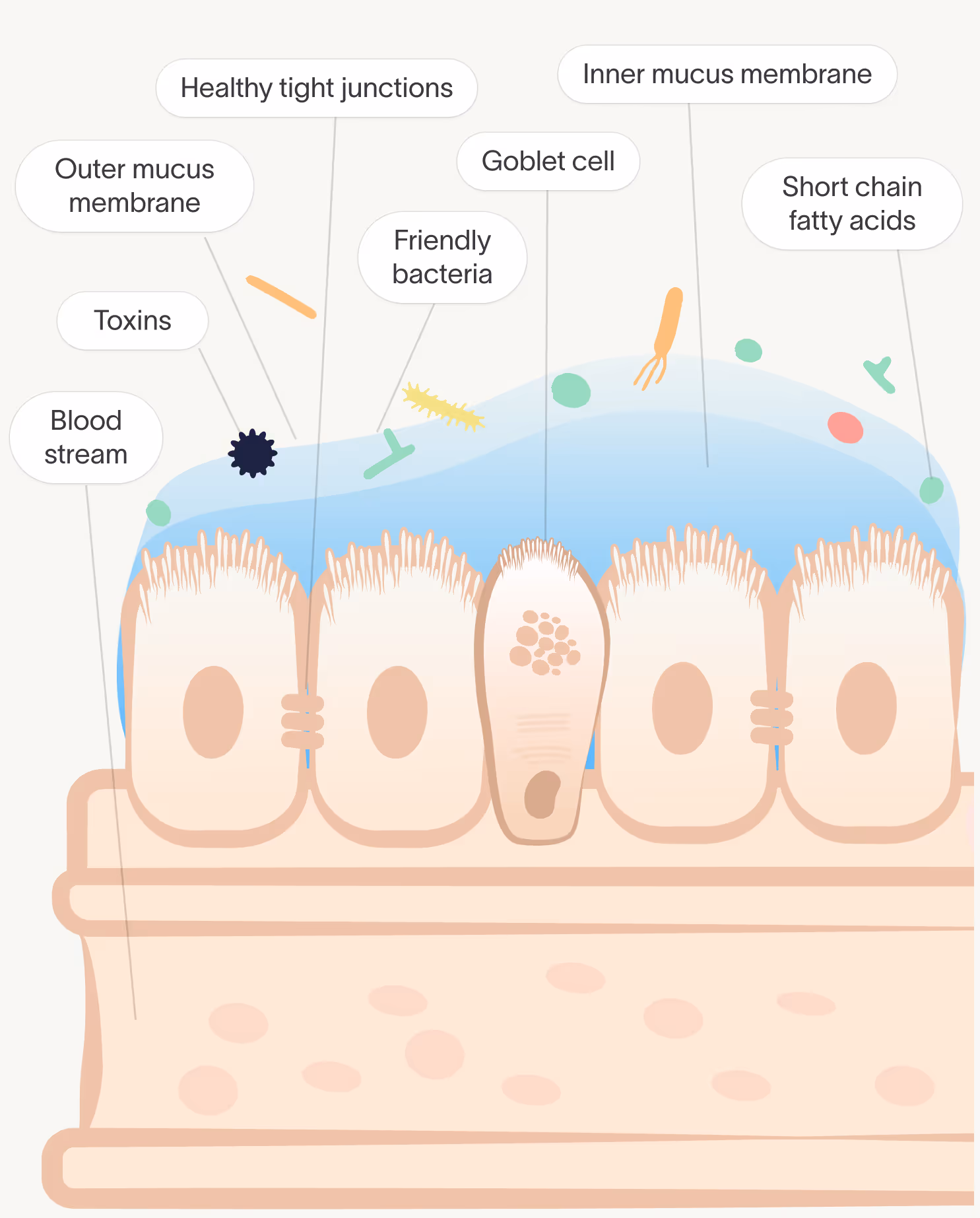 a diagram of a normal gut lining