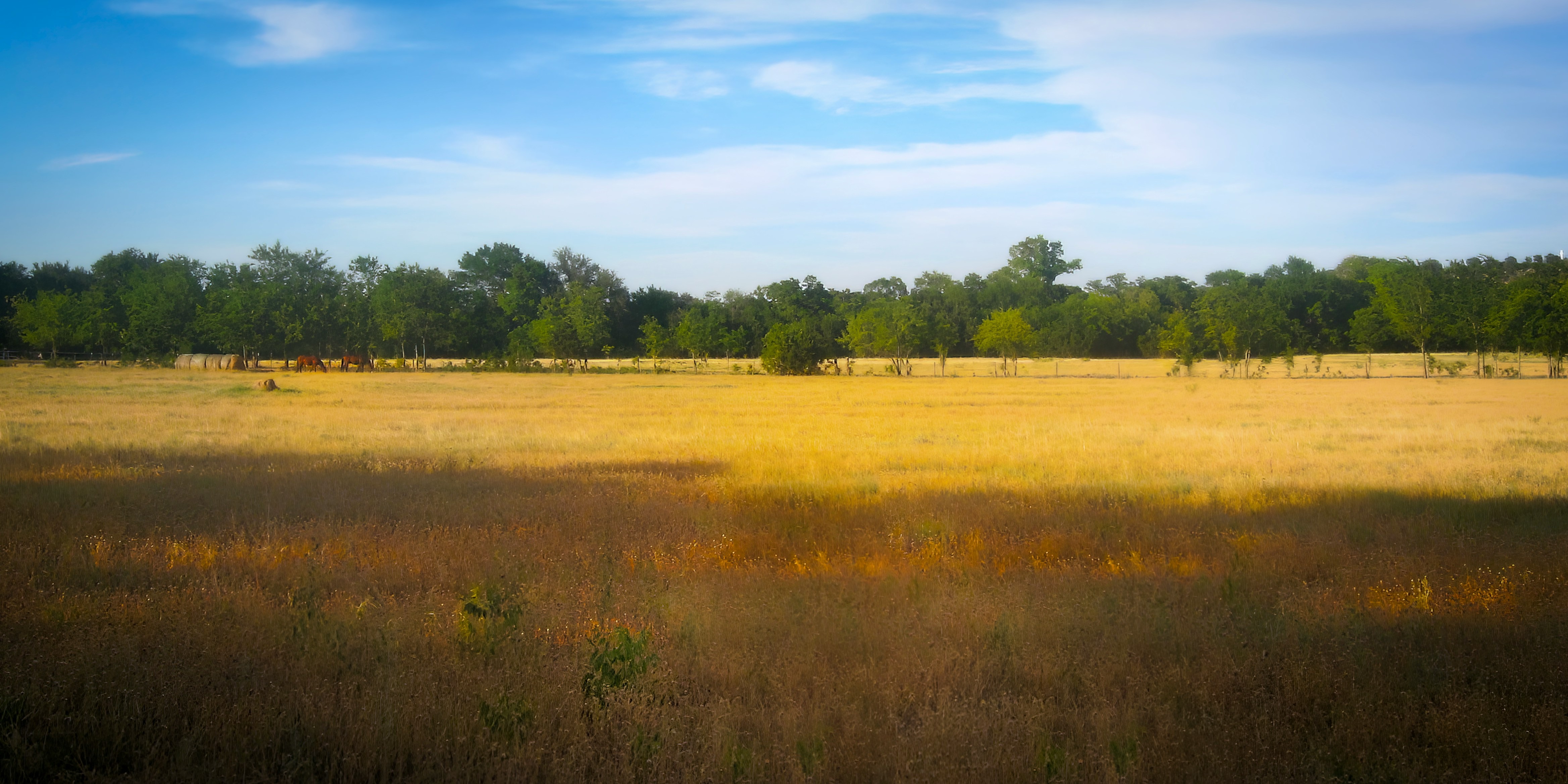 Open Texas pasture with horses grazing along a tree line