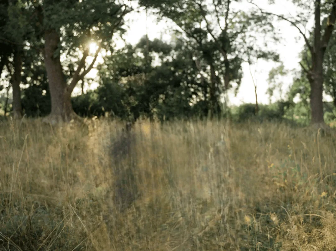 Sunlight filtering through tall trees onto a field of dry grass with a soft, natural background of green foliage and tree trunks.