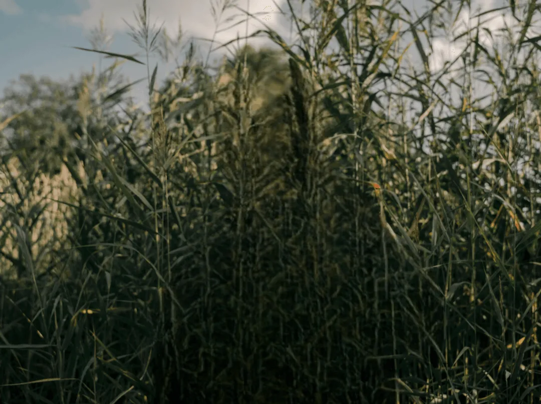 Tall green grass stalks densely packed under a partly cloudy sky with a blurred background of trees.