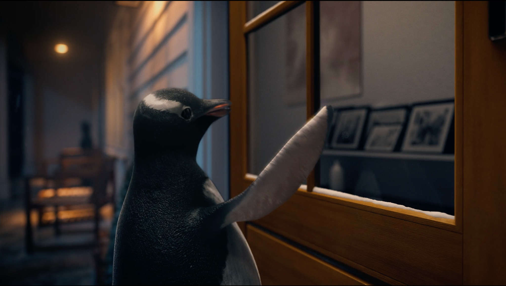 Penguin standing upright on a wooden floor indoors, touching a window pane with its flipper, looking inside a dimly lit room with framed pictures on the wall.