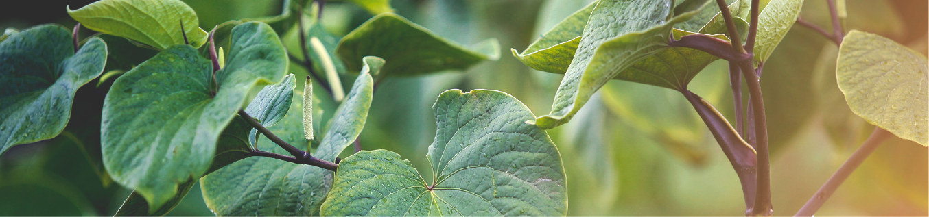 Kava plant leaves close-up