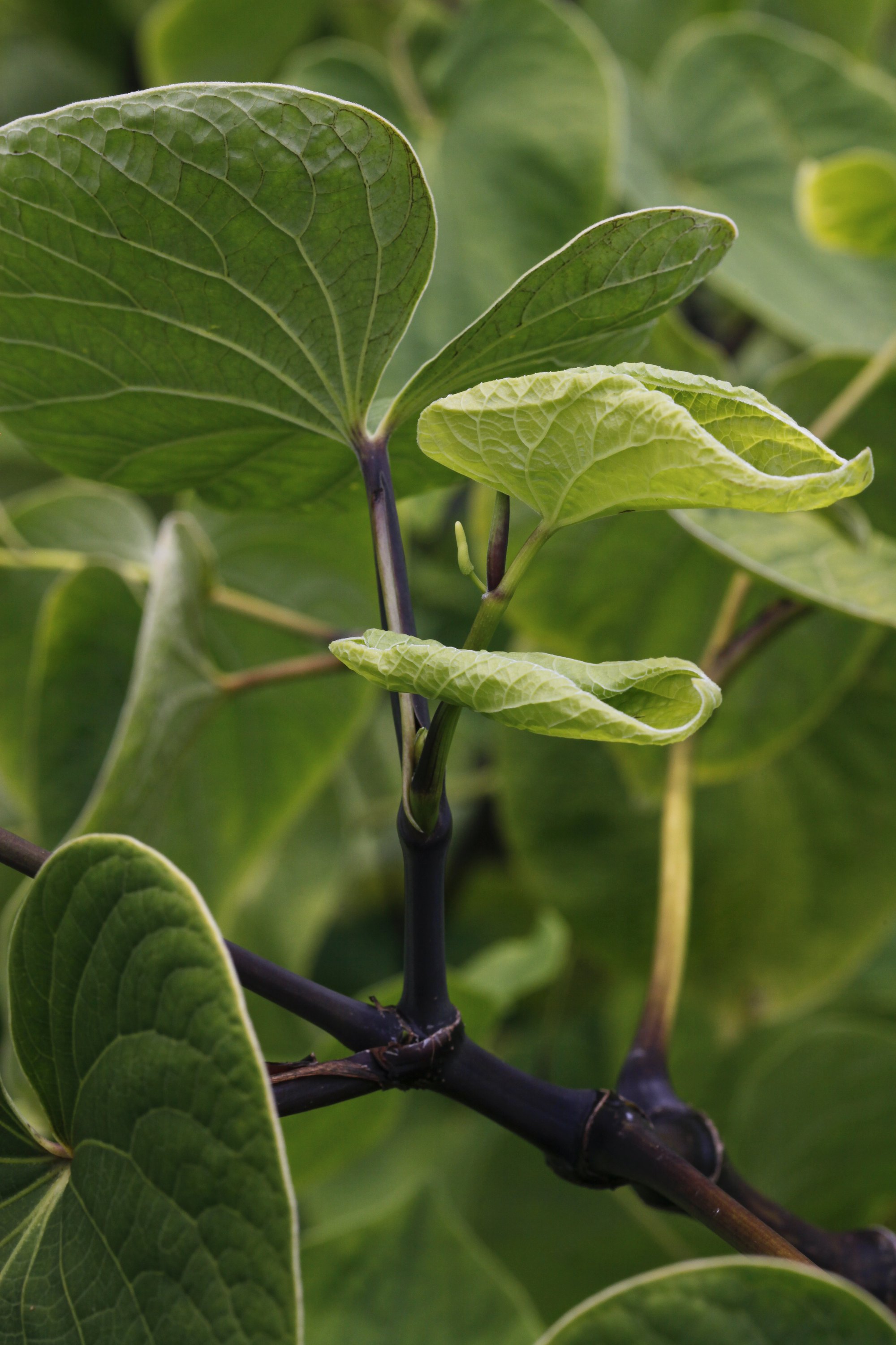 Person holding a kava plant