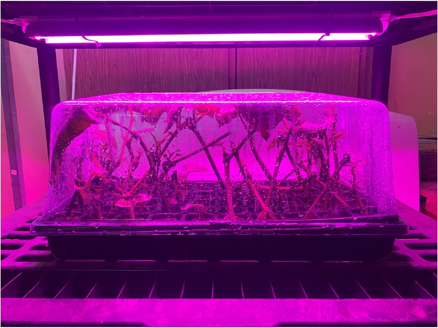 Peat cube propagation tray with a clear humidity dome on a shelf under magenta LED grow lights