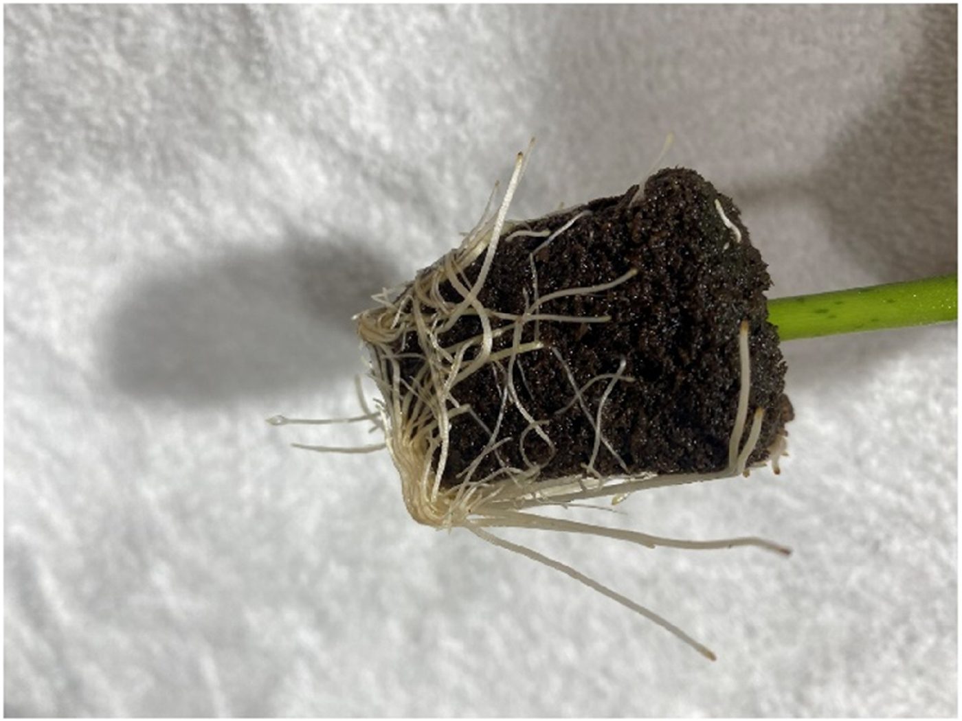 A single peat cube held up with a dense mass of white roots emerging from all sides
