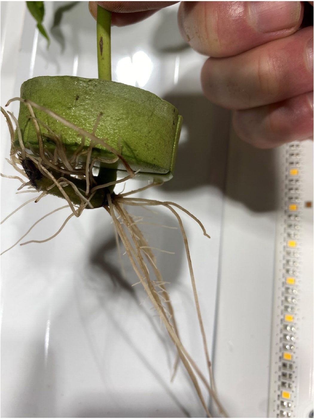Hand holding a neoprene collar with a dense branching white root mass hanging below it, ruler alongside for scale