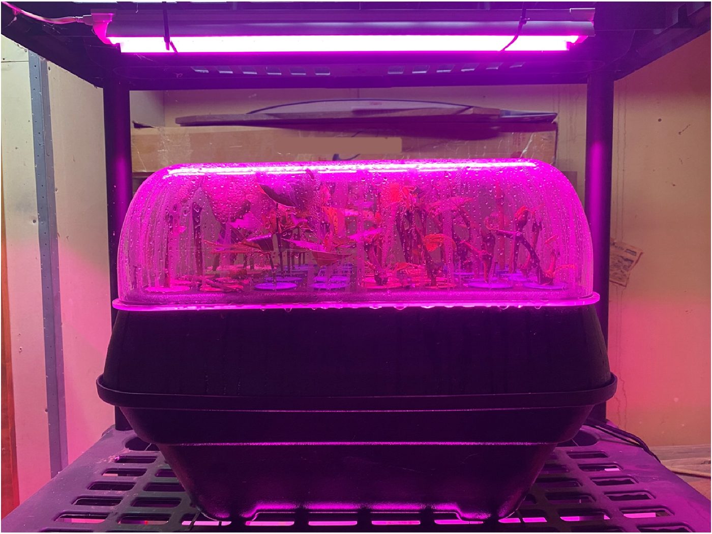 Aeroponic cloner unit with a clear humidity dome on a shelf under magenta LED grow lights