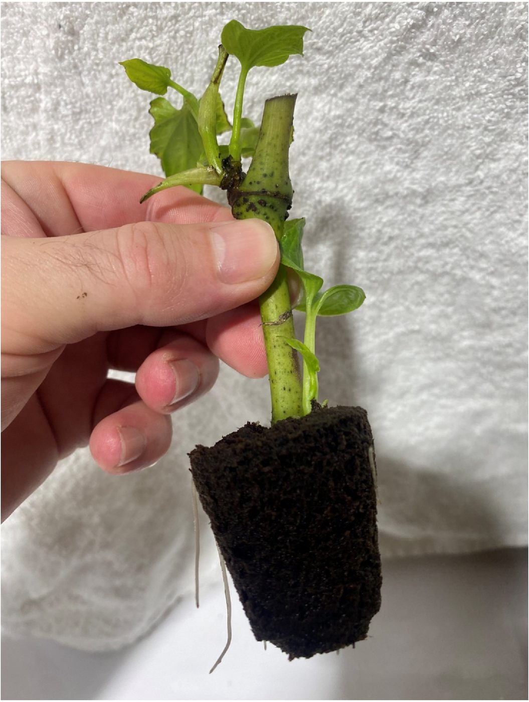 Hand holding a kava cutting in a peat cube with only a few sparse roots at the base