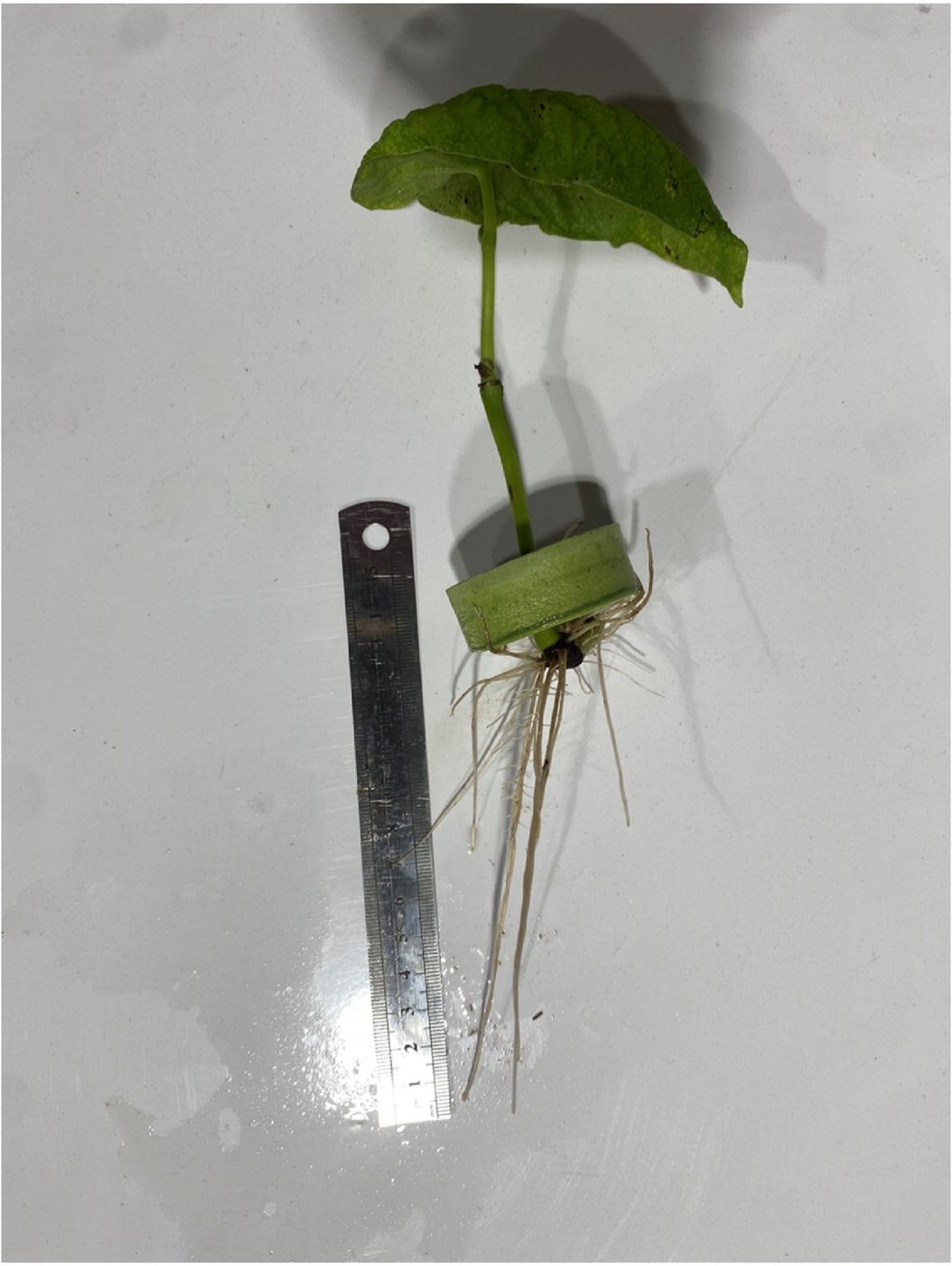 A rooted kava clone in a neoprene collar held beside a steel ruler, showing roots roughly 10 cm long