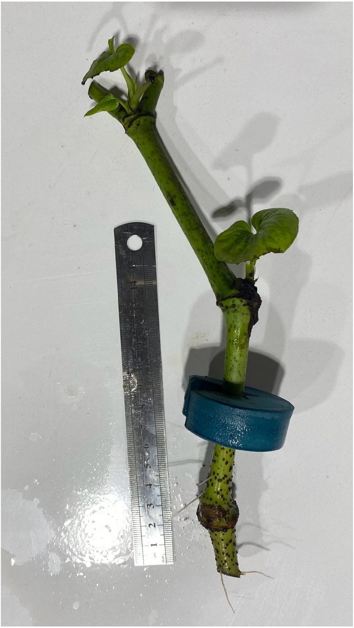 Kava cutting in a blue neoprene collar with only a few short roots emerging at the base, beside a steel ruler