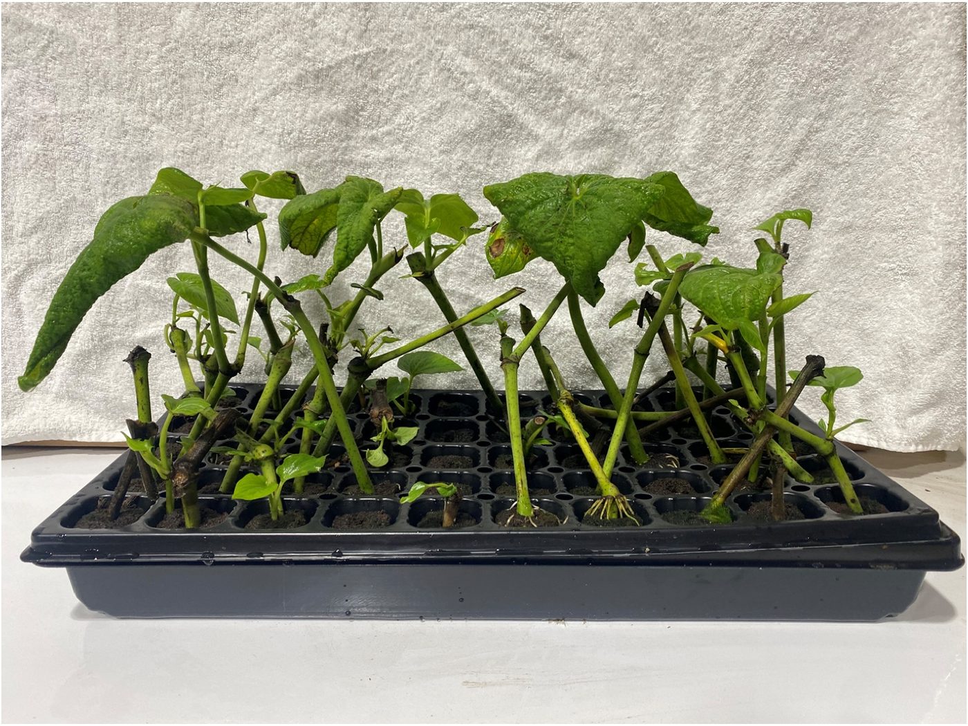 A 50-cell propagation tray filled with kava soft-stem cuttings, many carrying new leaves
