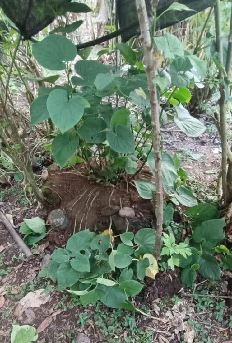 A mature kava stool in a garden bed with lateral stems pinned to the soil surface by stones, roots forming at the buried nodes