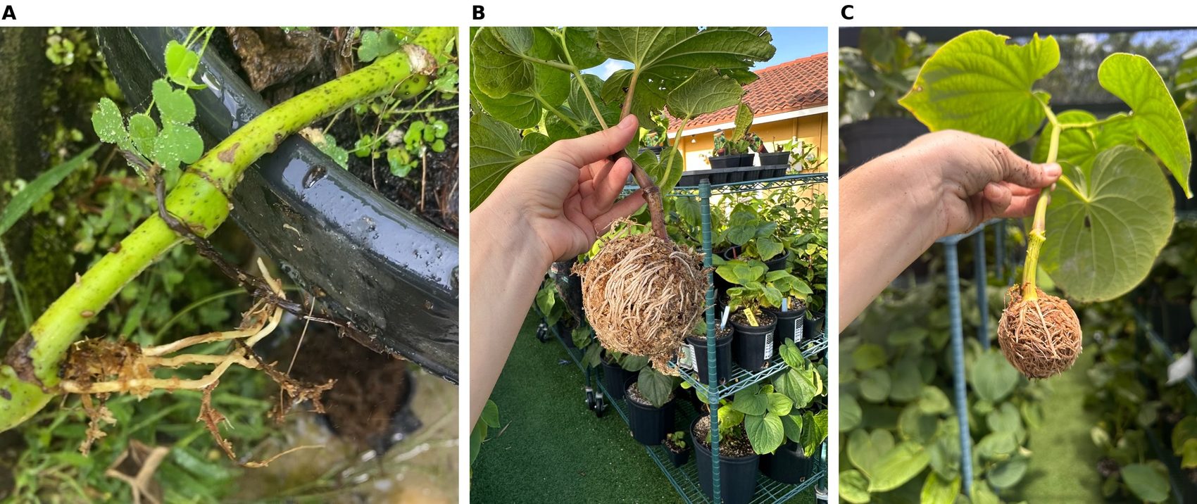 Three-panel figure showing a branching root system at the treated node after shell removal, and two detached propagules with intact moss-and-root balls and full leaf complements