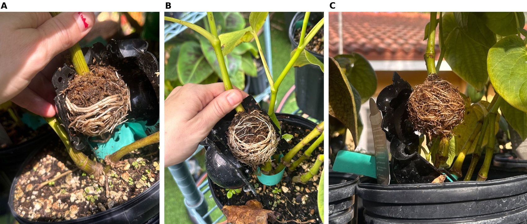 Three-panel figure of opaque pods hinged open at the node on living plants, each exposing a moss charge permeated by white adventitious roots