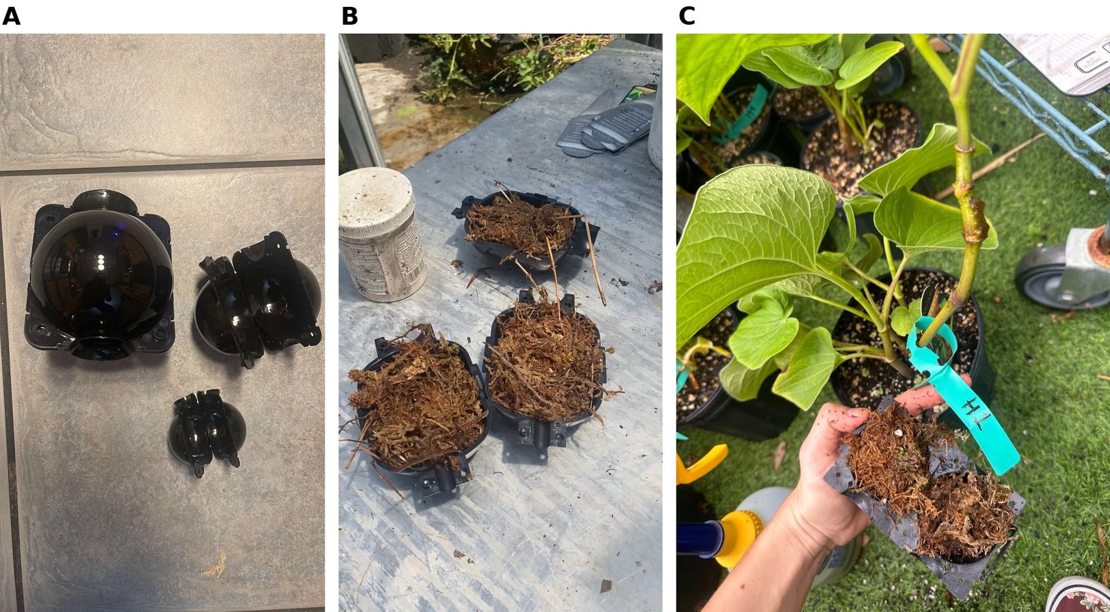 Three-panel figure: black two-piece polypropylene air-layering pods in three sizes; open pod halves charged with sphagnum moss; a charged pod half being positioned around a treated node on a standing kava plant