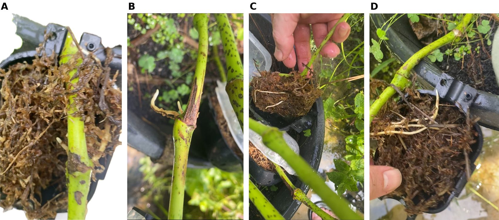 Four-panel figure showing the rooting scale: a turgid green stem in moss with no roots; two short roots emerging at a node; a moss charge with a few short roots; and a charge with numerous roots over 2 cm