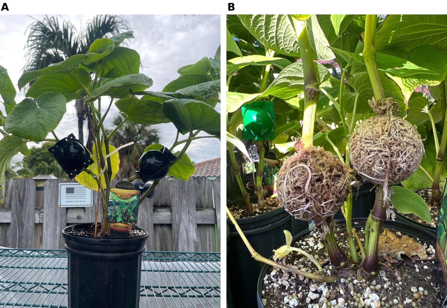 Two-panel figure: two black pods installed on a single potted kava plant outdoors; the same plant at day 21 with the shells removed showing two rooted moss charges