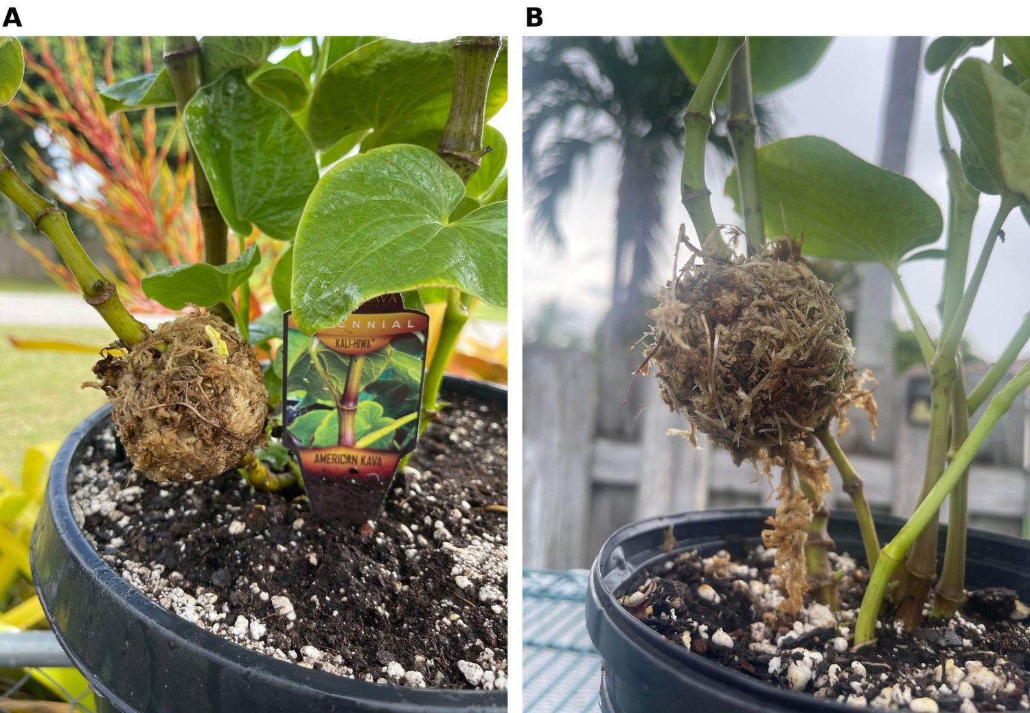 Two-panel figure of a rooted kava layer potted into nursery medium with the moss ball partly proud of the surface, and a close view at the stem showing roots grown out into the surrounding medium