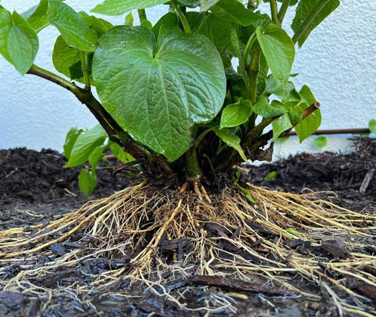 Fifteen-month-old Kali-Isa plant in Sarasota, Florida