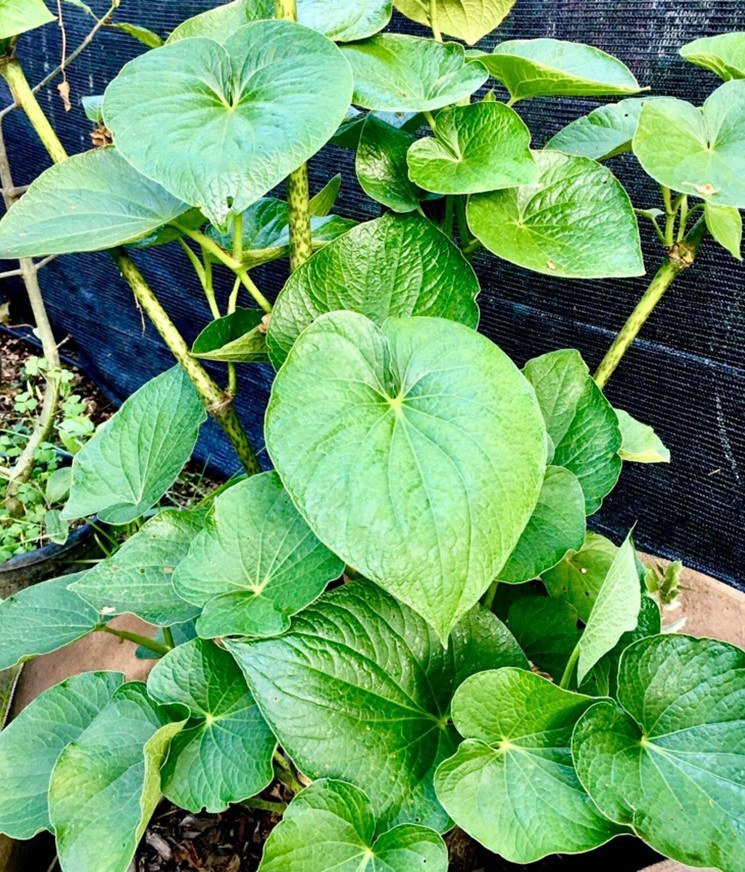 Kali-Isa kava plant growing outdoors in Northern California