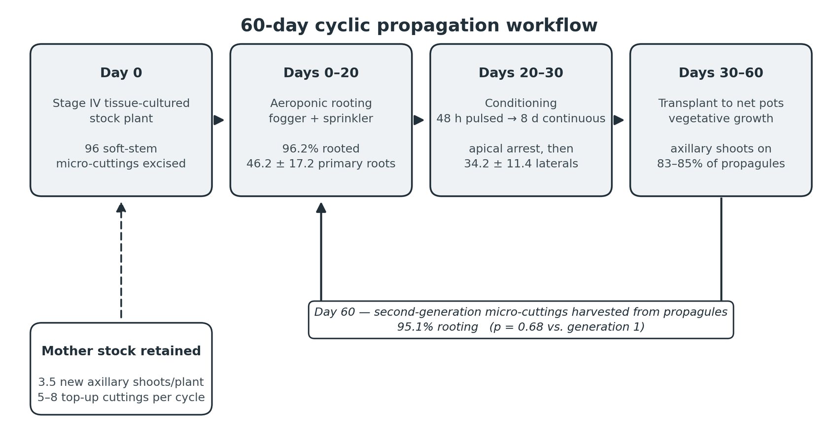 Flow diagram of the 60-day kava propagation cycle: stock plant at Day 0, aeroponic rooting to Day 20, conditioning to Day 30, vegetative growth to Day 60, then second-generation cuttings returning to the rooting stage