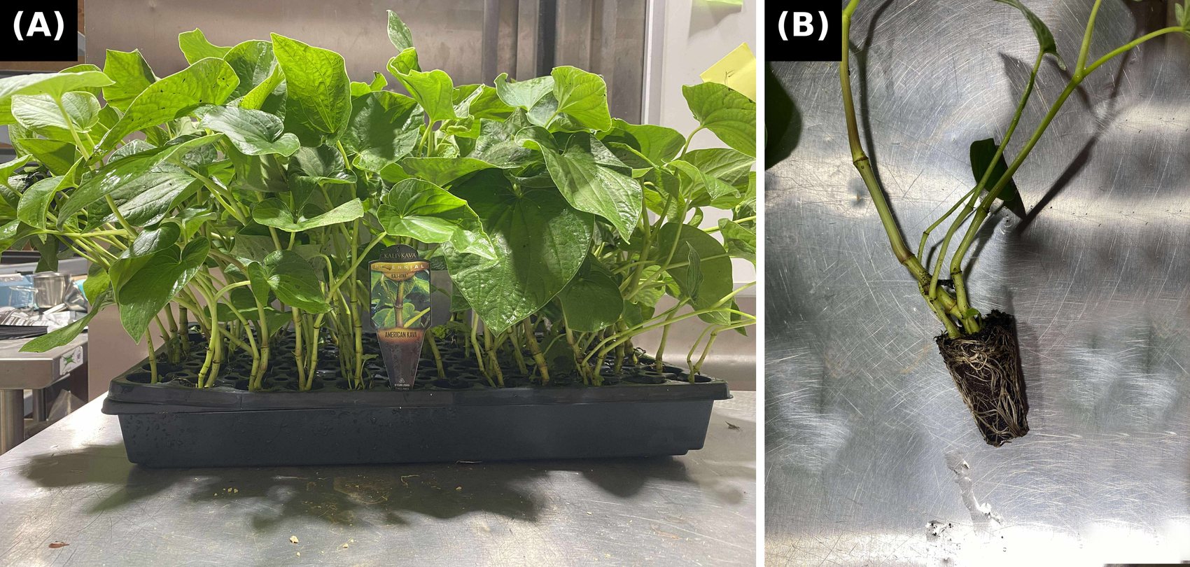 Two-panel figure: a tray of acclimatized tissue-cultured Kali-Hiwa kava plantlets at four months, labelled with a Kali Kava marker; and a single plant lifted from the tray showing three shoots on one root plug