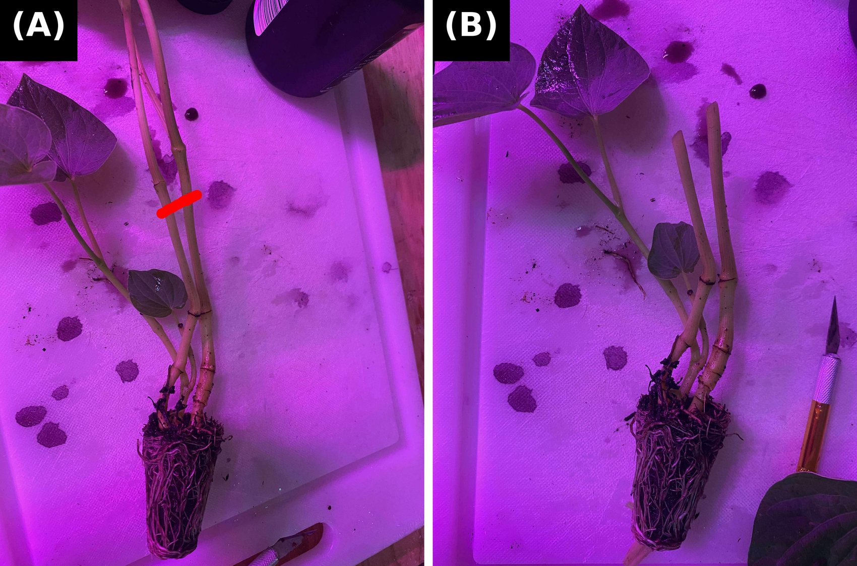 Two-panel figure under magenta LED light: a kava stock plant shoot with a red mark showing the intended cut point below a node; and the excised soft-stem micro-cuttings laid out beside a scalpel