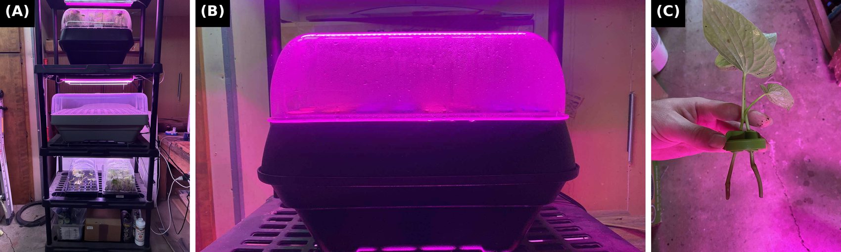 Three-panel figure: a propagation rack holding the aeroponic unit and acclimatization trays under LED lighting; the covered unit in operation with fog visible inside; and a hand holding a green double neoprene collar carrying two rooted kava cuttings