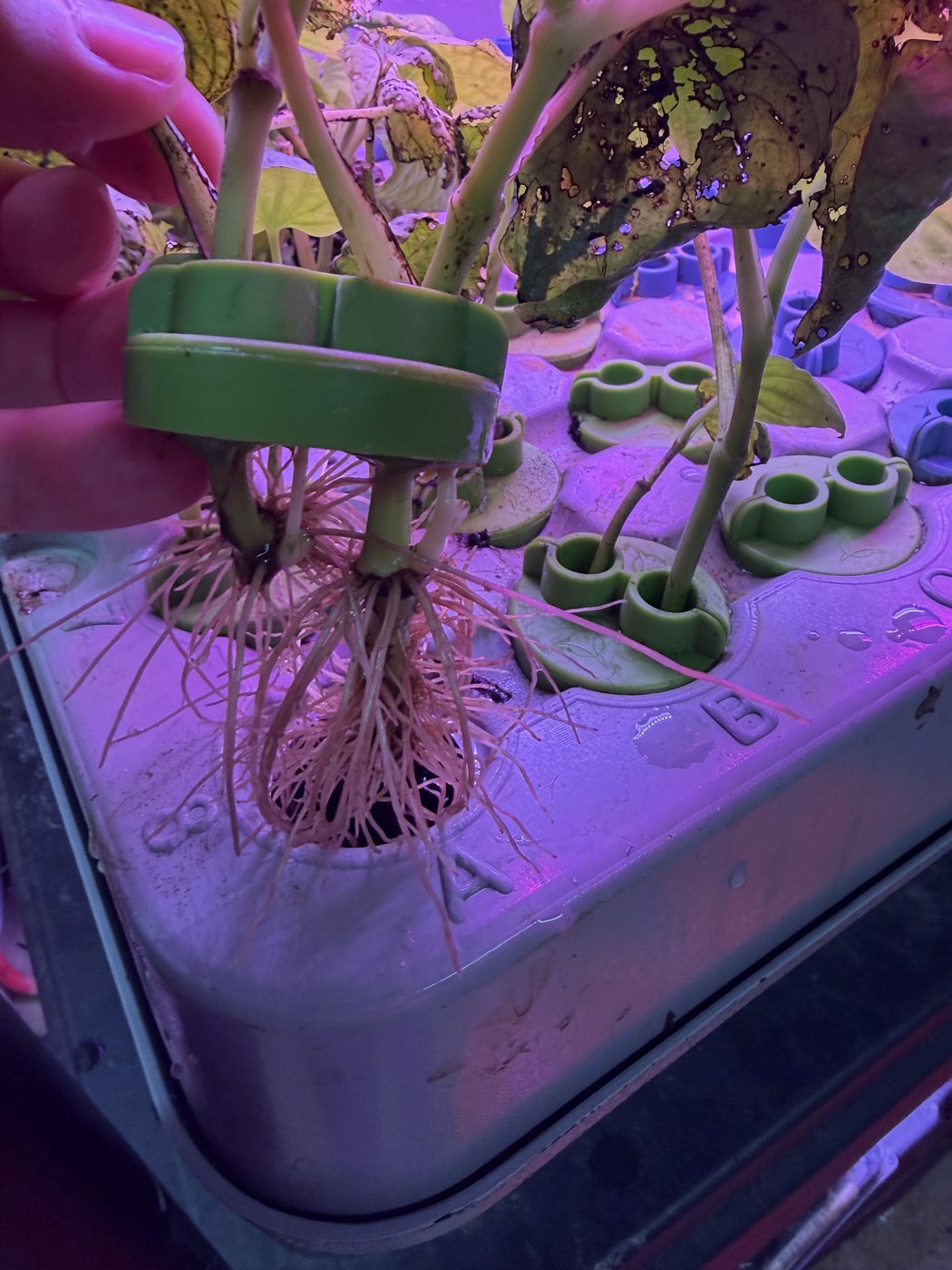 A kava micro-cutting lifted from its collar in the aeroponic chamber lid, showing a dense mass of white fibrous roots several centimetres long