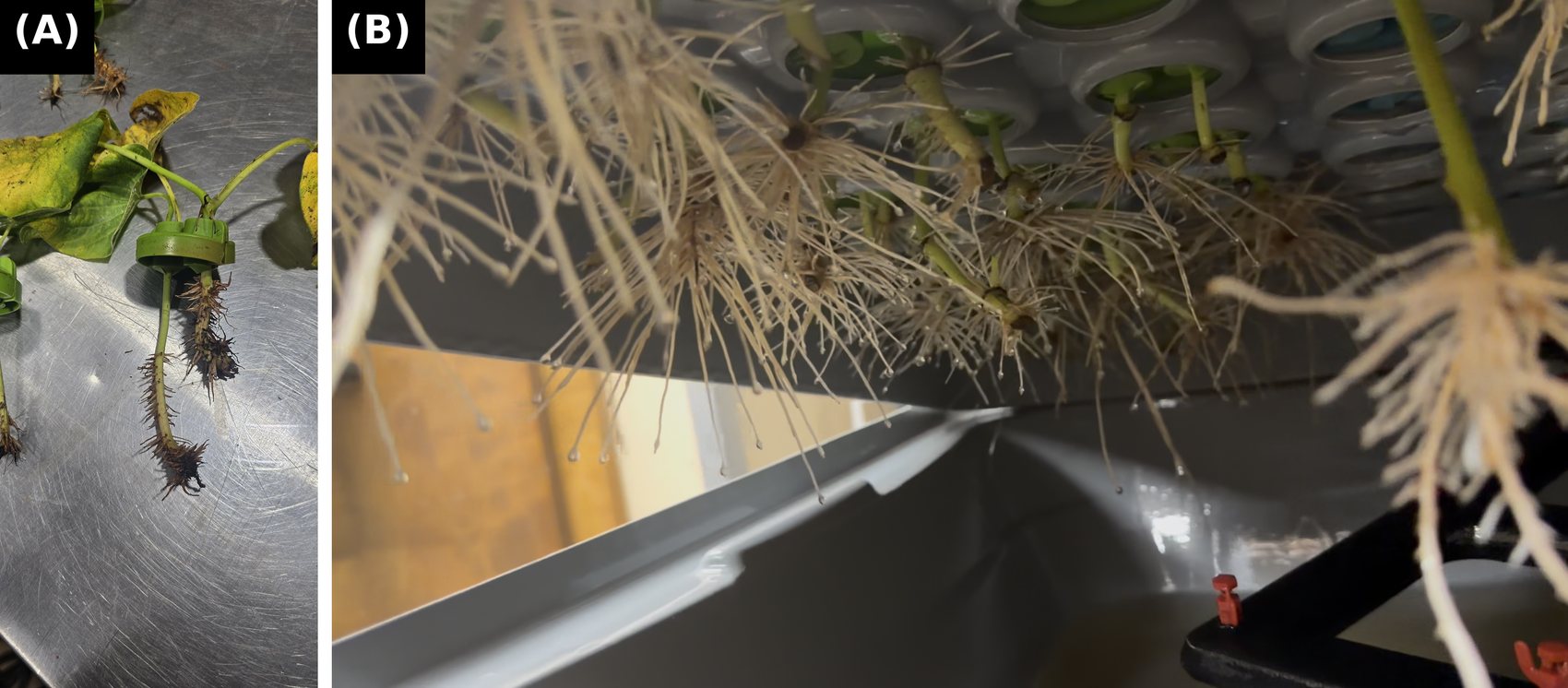 Two-panel figure: a single kava cutting with short lateral roots emerging along the stem axis and browned root tips; and the underside of the aeroponic chamber lid with dense fibrous root masses hanging from every collar