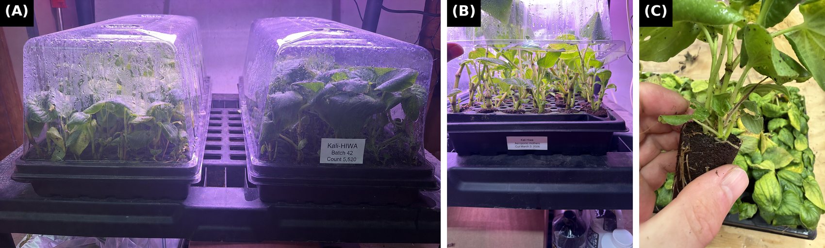 Three-panel figure of tissue-cultured kava mother plants under humidity domes across three successive cutting rounds, each showing new axillary shoots regrown from the harvested stems