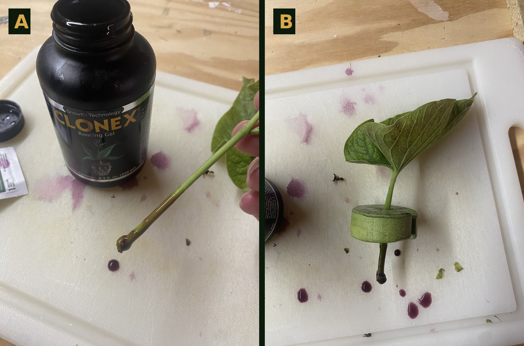 A petiole base being dipped into a bottle of Clonex rooting gel, and a treated leaf seated through a neoprene collar