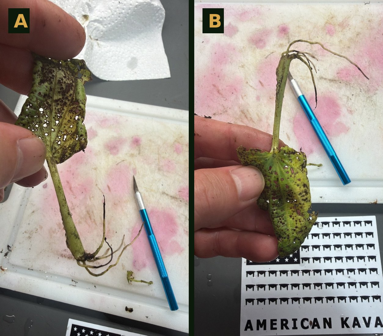A leaf removed from the mist chamber with roots at the petiole base and a yellowed, perforated leaf blade, shown from both sides with a scalpel for scale